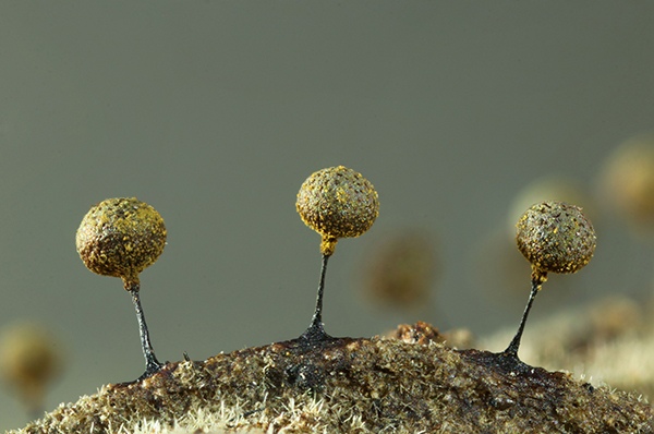 Elaeomyxa reticulospora by Sarah Lloyd, Naturalist, Volunteer in Tasmania, Australia