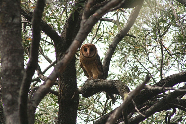 A rare Tasmanian masked owl at the local conservation reserve by Sarah Lloyd, Naturalist, Volunteer in Tasmania, Australia