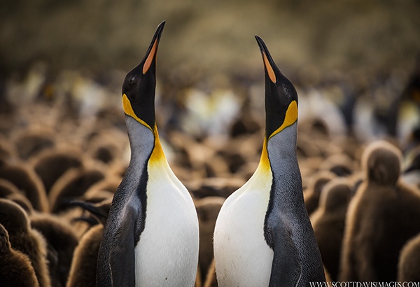 Penguins by Scott Davis, Wildlife Photographer, USA