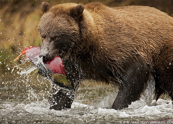 By Scott Davis, Wildlife Photographer, USA