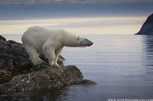 Polar bear by Scott Davis, Wildlife Photographer, USA