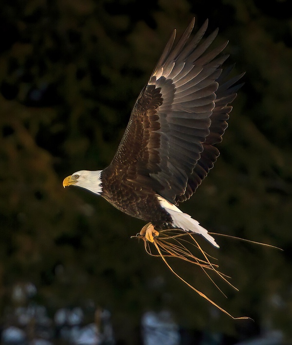 Eagle by Steve Jessmore, photojournalist, wildlife photographer, Michigan, USA