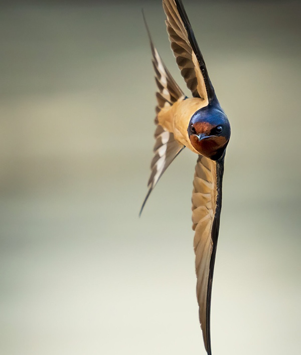 "Eye on the Prize" by Steve Jessmore, photojournalist, wildlife photographer, Michigan, USA
