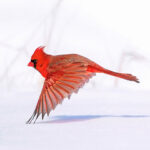 "Northern Cardinal in Flight", Winner in the professional division of the 2021 Audubon Photography Awards by Steve Jessmore, photojournalist, wildlife photographer, Michigan, USA