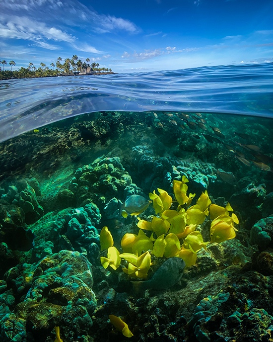 Two Step Reef by Tom Schifanella, Photographer, Florida, USA