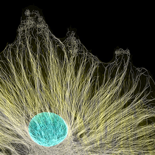 Microtubules radiating from a tissue culture cell by Jason Kirk, Micrographist, Photographer, USA