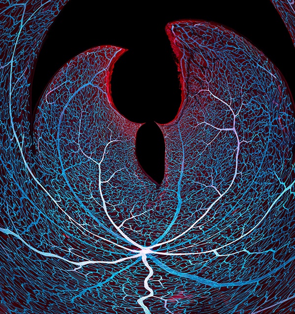 Vasculature of a mouse retina by Jason Kirk, Micrographist, Photographer, USA