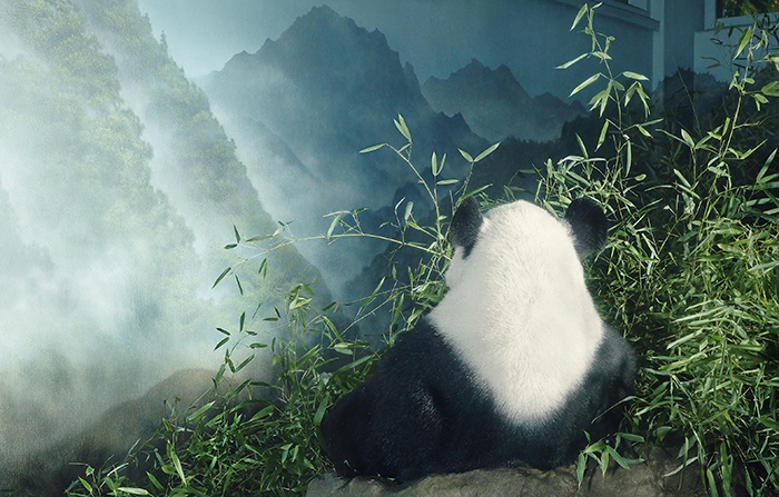 Giant Panda in Den by Tim Flach, Animal Photographer, England