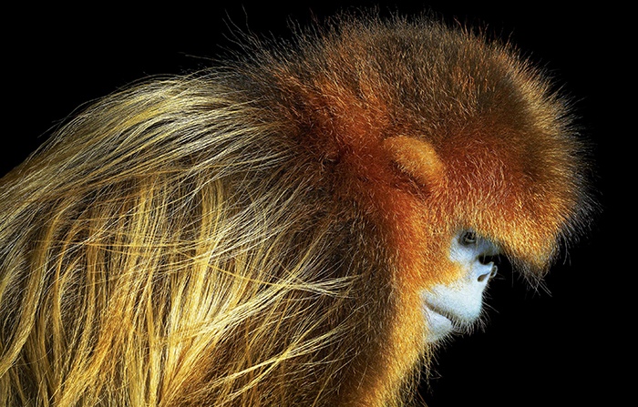 Golden Snub Nosed Monkey by Tim Flach, Animal Photographer, England