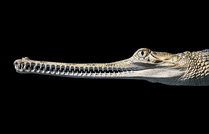 Indian Gharial by Tim Flach, Animal Photographer, England
