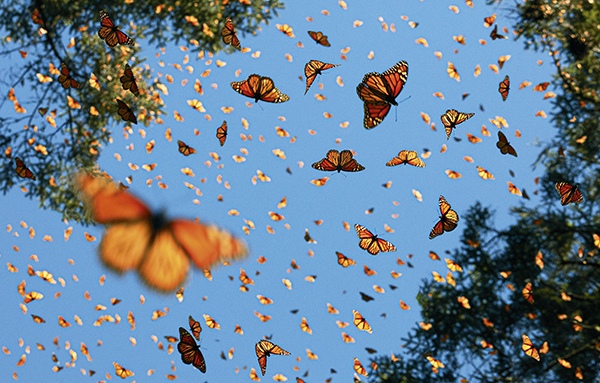Monarch Butterflies by Tim , Animal Photographer, England