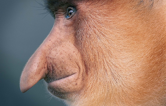 Proboscis Monkey by Tim Flach, Animal Photographer, England