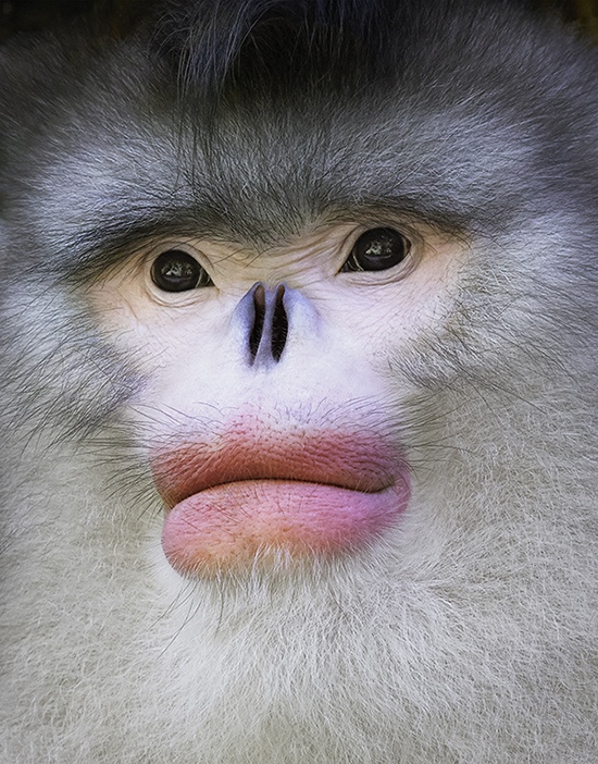 Yunan Snub Nosed Monkey Portait by Tim Flach, Animal Photographer, England