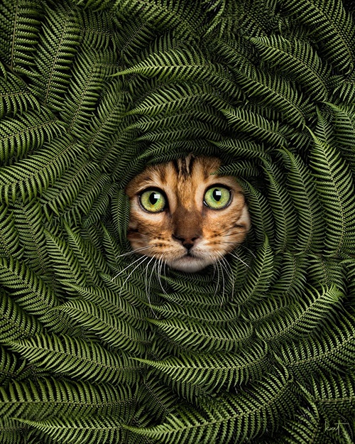 Cat in Fern by Kathrin Federer, Digital Artist, Adobe influencer, NFT artist, Germany