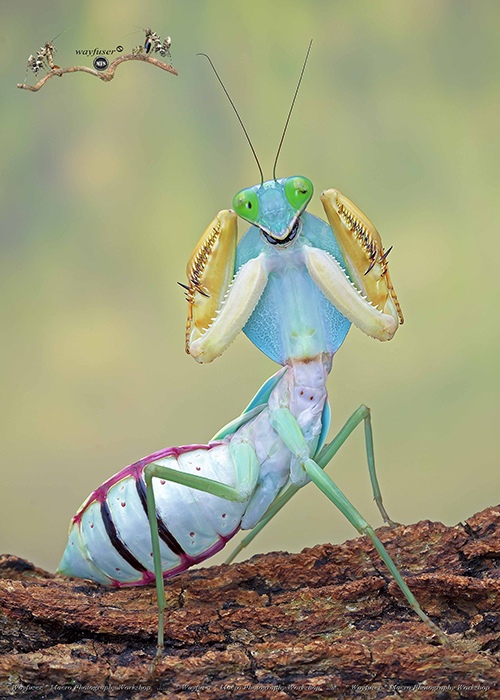 Giant asian shield mantis, Rhombodera basalis by Pang Way, Macro Photographer, Malaysia