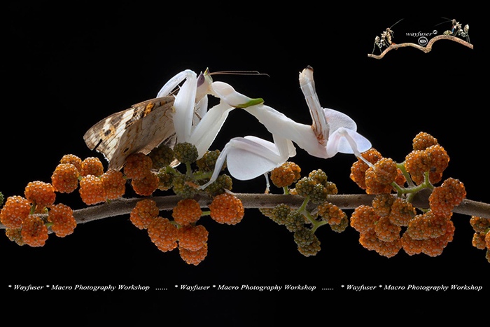 Orchids mantis, Hymenopus coronatus by Pang Way, Macro Photographer, Malaysia