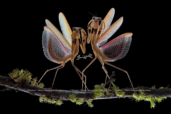 Asian Jumping Mantis, Statilia maculata by Pang Way, Macro Photographer, Malaysia