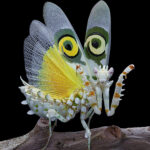Spinny flower mantis, Pseudocreobotra wahlbergii by Pang Way, Macro Photographer, Malaysia