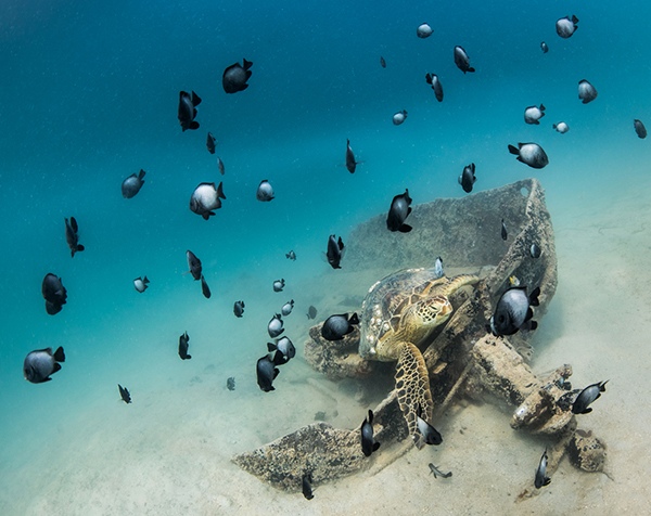 By Toby Matthews, Marine Biologist, Ocean Photographer, Hawaii, USA