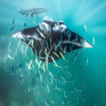 By Toby Matthews, Marine Biologist, Ocean Photographer, Hawaii, USA