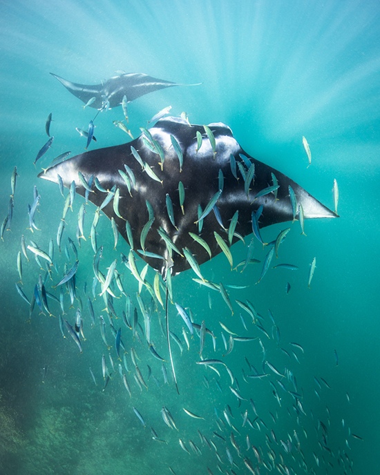 By Toby Matthews, Marine Biologist, Ocean Photographer, Hawaii, USA