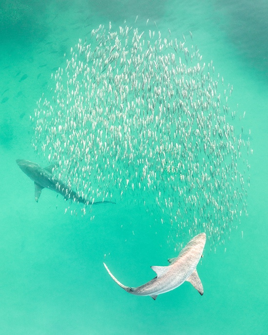 Toby Matthews, Marine Biologist, Ocean Photographer, Hawaii, USA