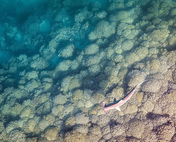 The hammer by Toby Matthews, Marine Biologist, Ocean Photographer, Hawaii, USA