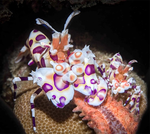 A pair of pretty harlequin shrimps by Toby Matthews, Marine Biologist, Ocean Photographer, Hawaii, USA