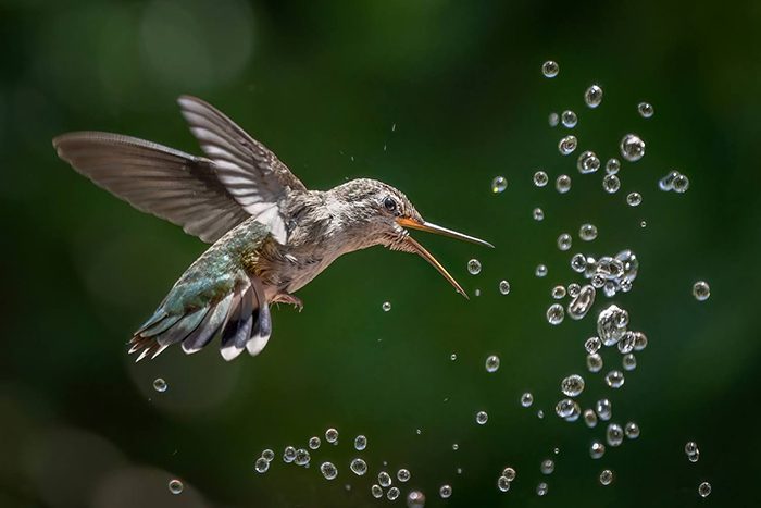 Anna's hummingbird by Peter Shen, wildlife/bird photographer, Bay area, CA, USA
