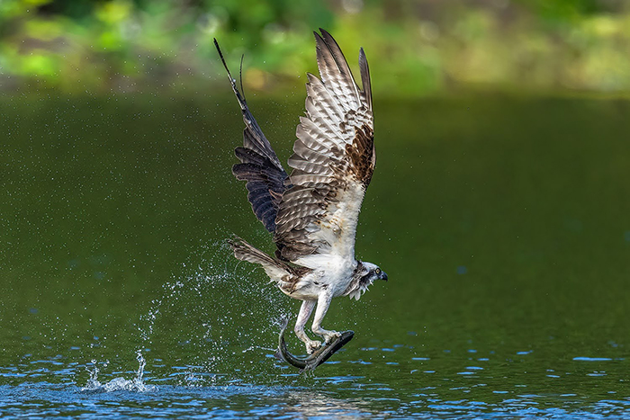 Osprey by Peter Shen, wildlife/bird photographer, Bay area, CA, USA