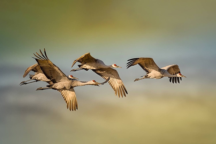Sandhill cranes by Peter Shen, wildlife/bird photographer, Bay area, CA, USA