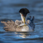 “Heads or tails?” by Peter Shen, wildlife/bird photographer, Bay area, CA, USA