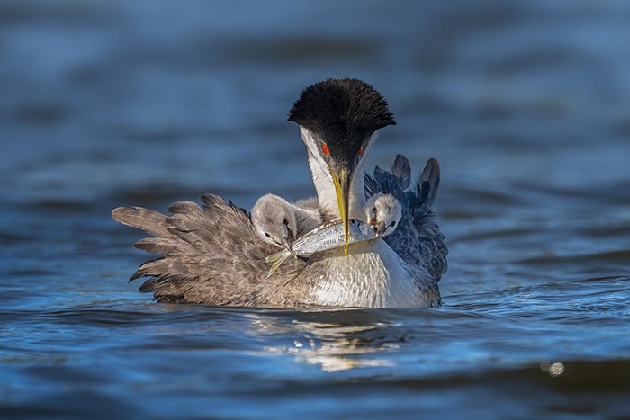 “Heads or tails?” by Peter Shen, wildlife/bird photographer, Bay area, CA, USA
