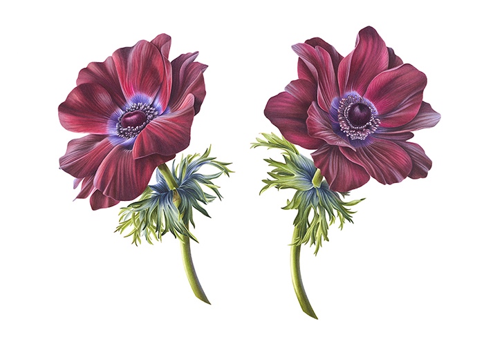 Anemone ‘Mistral vinato’ 26 x 18” watercolor by Ingrid Elias, Botanic Artist, the Netherlands