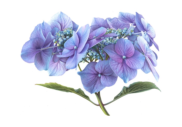 ‘Blue Hydrangea’ 26 x 18” watercolor by Ingrid Elias, Botanic Artist, the Netherlands