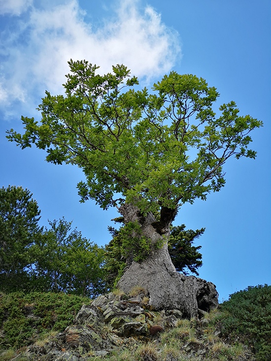 Aspromonte National Park. Ancient sessile oak, the oldest dated temperate angiosperms in the world by Dr. Gianluca Piovesan, Ecologist, Italy