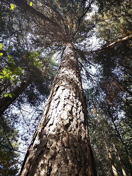 Pinus nigra subsp. laricio in an old-growth forest of Sila National Park, Italy by Dr. Gianluca Piovesan, Ecologist