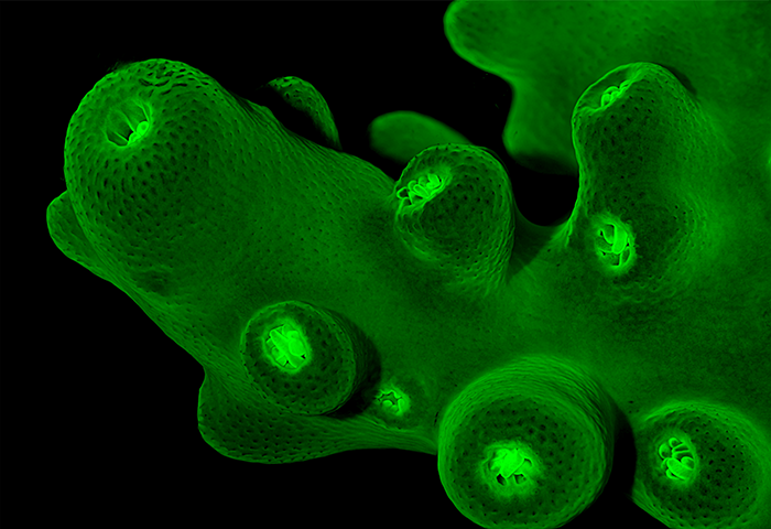 Stereo micrograph of the green fluorescent proteins in the branching coral Acropora sp.by Brett Lewis, Marine biologist, Micrographist, Australia
