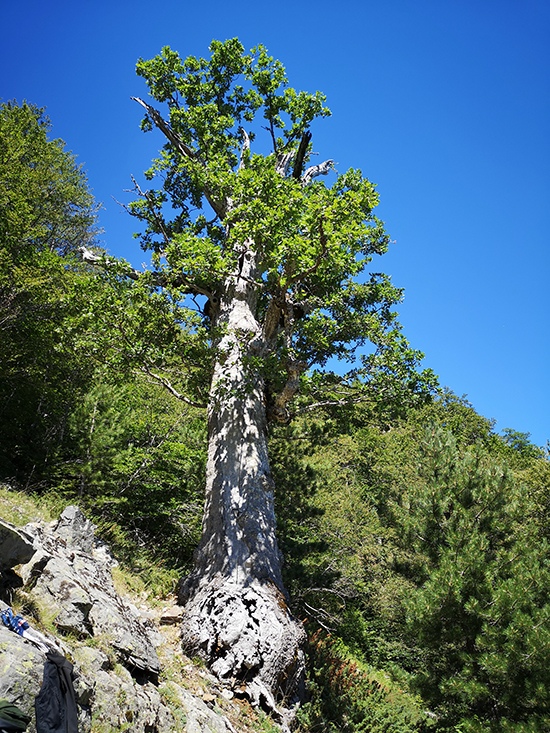 WP, ancient Quercus petraea (sessile oak) tree in the Aspromonte National Parks, Italy by Dr. Gianluca Piovesan, Ecologist, Italy