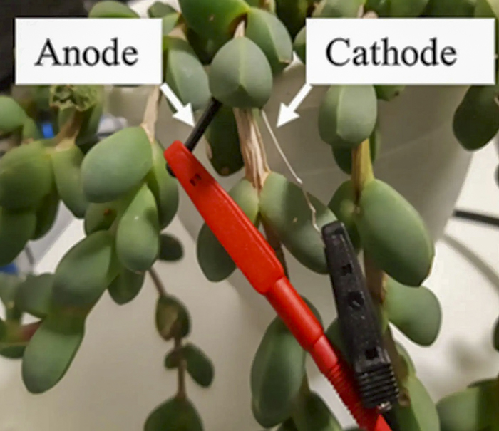 The ice plant succulent shown here can become a living solar cell and power a circuit using photosynthesis. Adapted from ACS Applied Materials & Interfaces, 2022, DOI: 10.1021/acsami.2c15123