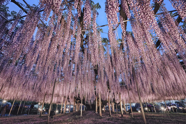 Ashikaga Flower Park, Japan by Shirley Wung, Outdoor photographer, Taiwan