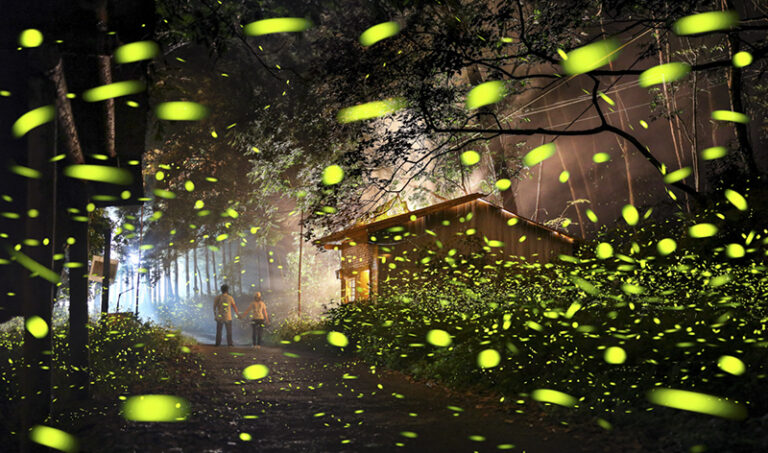 Fireflies, Taiwan by Shirley Wung, Outdoor photographer, Taiwan