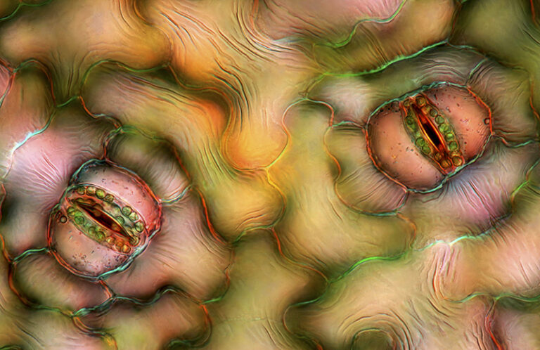 Two stomata in Spathiphyllum leaf epidermis. Stomata are the special structures allowing plants to gas exhange with the environment. The image was taken in polarized light at a magnification of 400X by Marek Miś, Photographer, Microphotoist, Biologist, Poland