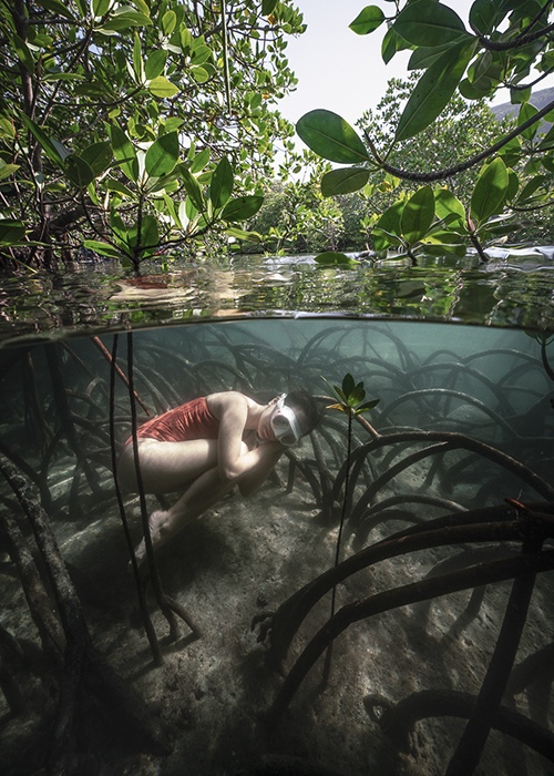 Con Dao mangrove forest, Vietnam by Nguyen Ngoc Thien, Photographer, Vietnam