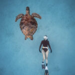 Turtle dream by Nguyen Ngoc Thien