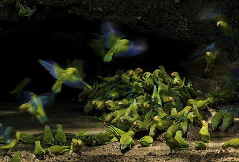 A large group of Cobalt-Winged Parakeets descending on a pool of nutrient-rich water in Yasuni National Park in the Ecuadorian Amazon. by Liron Gertsman, Wildlife Photographer, Canada