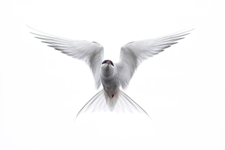 Arctic-Tern by Liron Gertsman, Wildlife Photographer, Canada