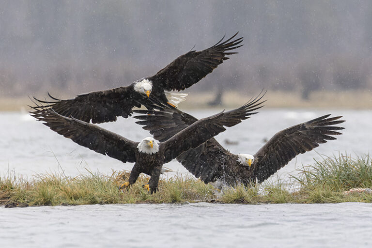 Bald Eagles by Liron Gertsman, Wildlife Photographer, Canada