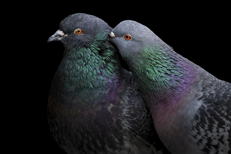 Rock Pigeons, 2023 Audubon Grand Prize Winner by Liron Gertsman