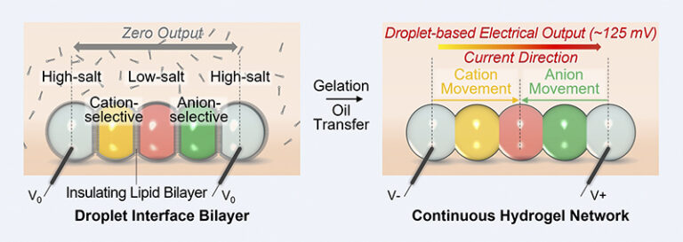 Figure 1. The activation process for the hydrogel droplet power unit. Left, before the battery is activated, an insulating lipid prevents ion flux between the droplets. Right: The power source is activated by a thermal gelation process to rupture the lipid bilayers. Ions then move through the conductive hydrogel, from the high-salt droplets at the two ends to the middle low-salt droplet. Silver/silver chloride electrodes were used to measure electrical output by Dr. Yujia Zhang, Scientist, Engineering, China